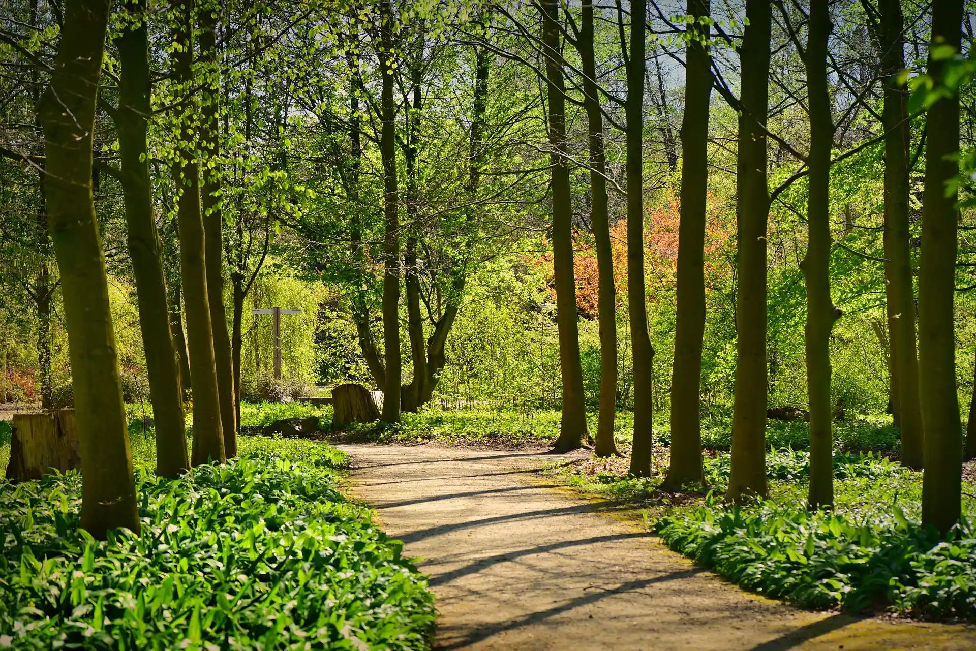 Saumarez Nature Trail